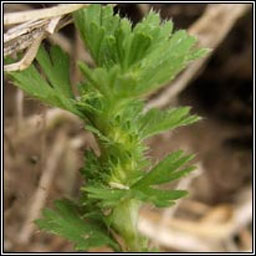 Slender Parsley-piert, Aphanes australis, Mion�n Muire caol