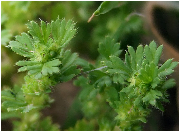 Slender Parsley-piert, Aphanes australis, Mion�n Muire caol
