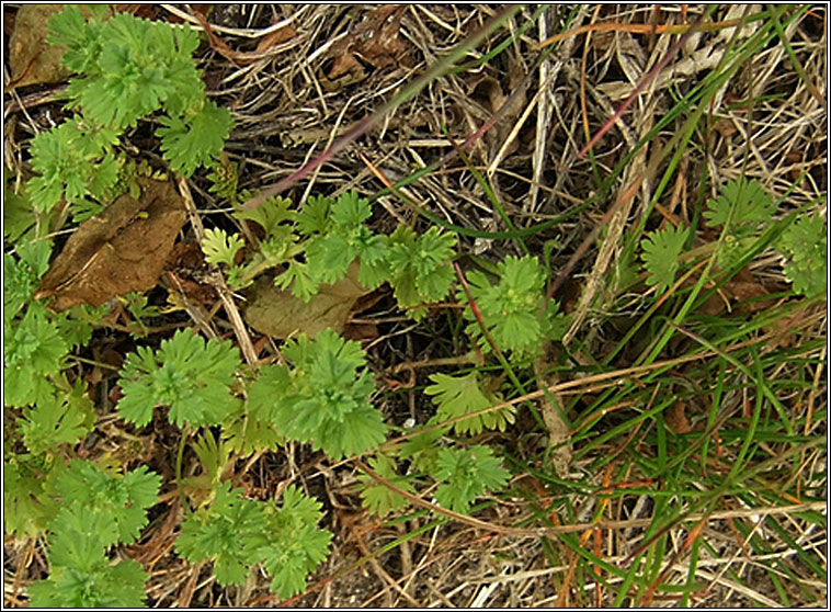 Slender Parsley-piert, Aphanes australis, Mion�n Muire caol