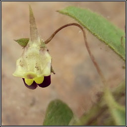 Sharp-leaved Fluellen, Kickxia elatine, Buafl�on Breatnach