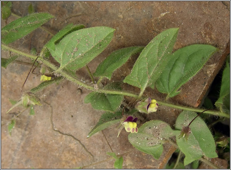 Sharp-leaved Fluellen, Kickxia elatine, Buafl�on Breatnach