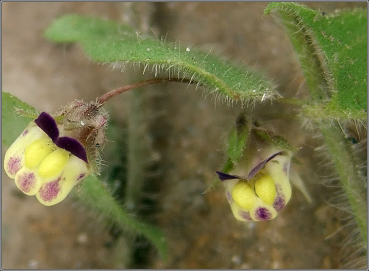 Sharp-leaved Fluellen, Kickxia elatine, Buafl�on Breatnach