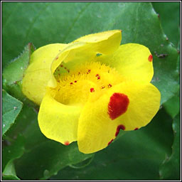 Hybrid Monkey-flower, Mimulus � robertsii