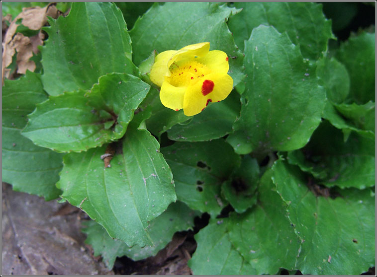 Hybrid Monkey-flower, Mimulus � robertsii