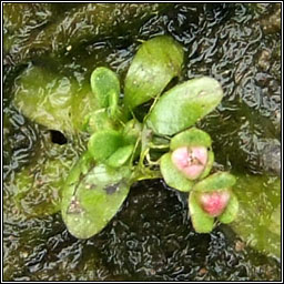 Six-stamened Waterwort, Elatine hexandra, Bos�n te