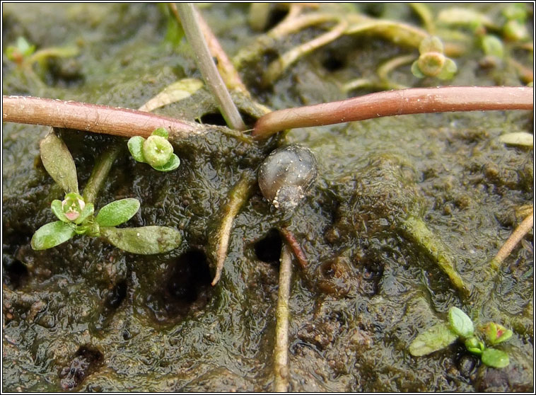 Six-stamened Waterwort, Elatine hexandra, Bos�n te