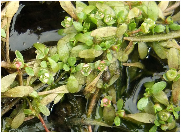 Six-stamened Waterwort, Elatine hexandra, Bos�n te