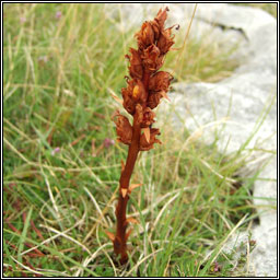 Thyme Broomrape, Orobanche alba, M�ch�g dhearg