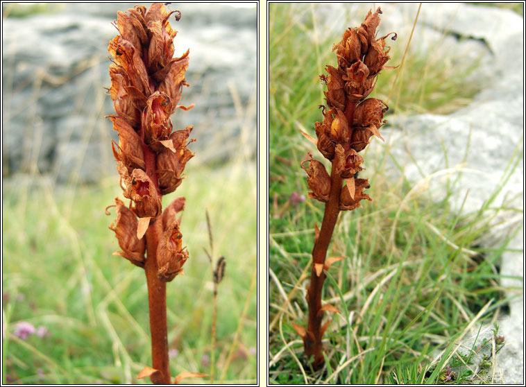 Thyme Broomrape, Orobanche alba, M�ch�g dhearg