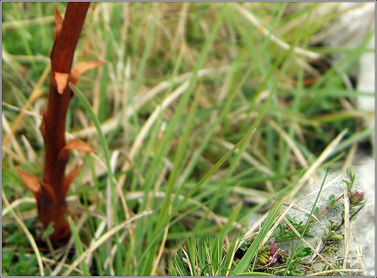 Thyme Broomrape, Orobanche alba, M�ch�g dhearg