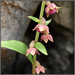 Dark-red Helleborine, Epipactis atrorubens, Cuaich�n dearg
