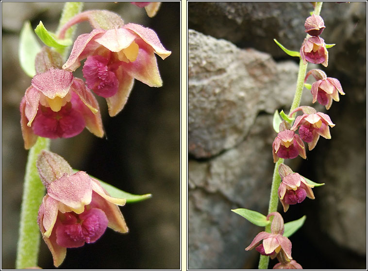 Dark-red Helleborine, Epipactis atrorubens, Cuaich�n dearg