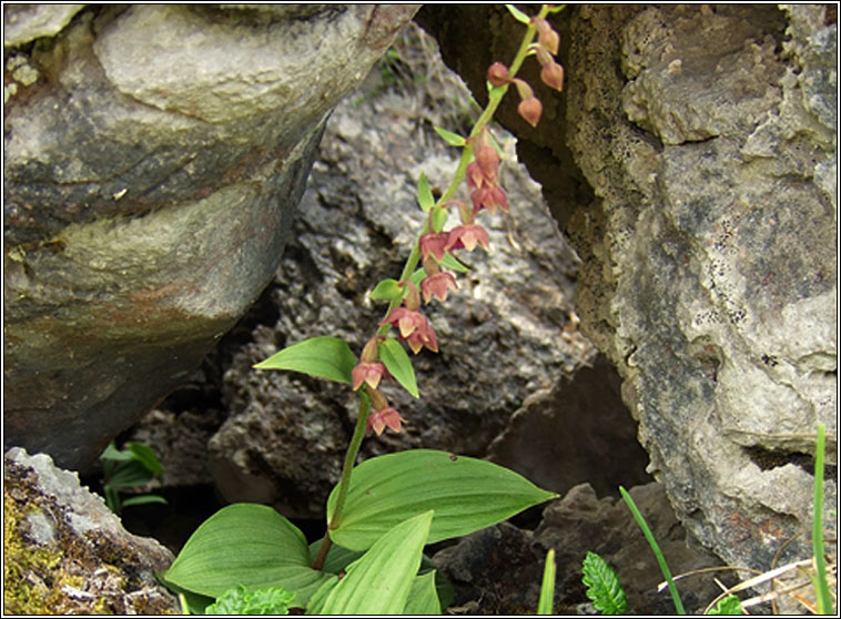 Dark-red Helleborine, Epipactis atrorubens, Cuaich�n dearg