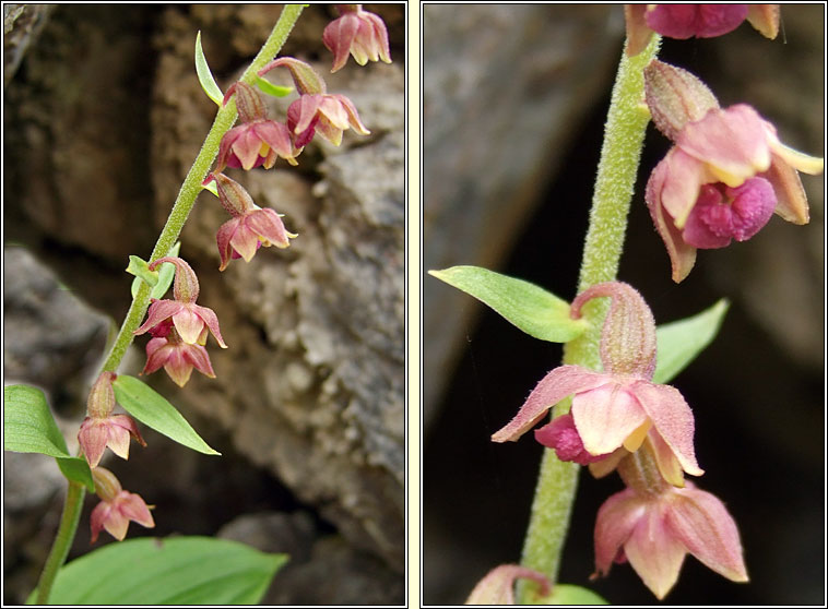 Dark-red Helleborine, Epipactis atrorubens, Cuaich�n dearg