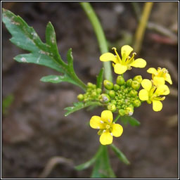 Creeping Yellow-cress, Rorippa sylvestris, Biolar bu� reatha