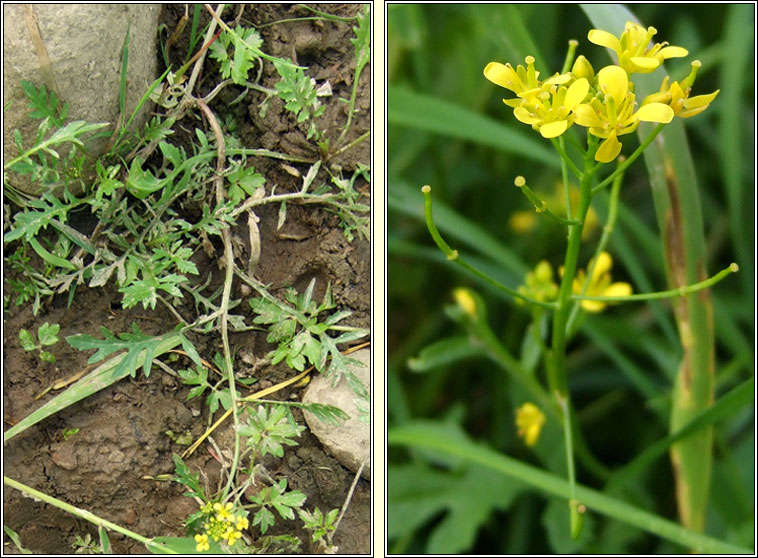 Creeping Yellow-cress, Rorippa sylvestris, Biolar bu� reatha