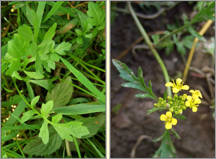 Creeping Yellow-cress, Rorippa sylvestris, Biolar bu� reatha