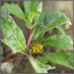 Trifid Bur-marigold, Bidens tripartita, Scoth�g leathan