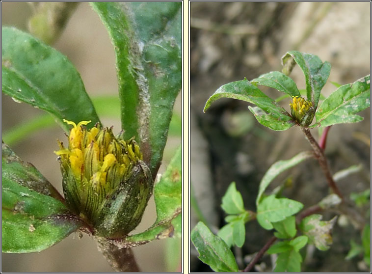 Trifid Bur-marigold, Bidens tripartita, Scoth�g leathan