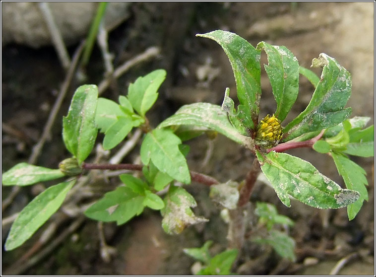 Trifid Bur-marigold, Bidens tripartita, Scoth�g leathan