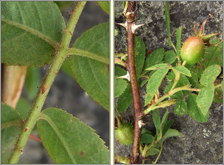 Soft Downy-rose, Rosa mollis, R�s bog