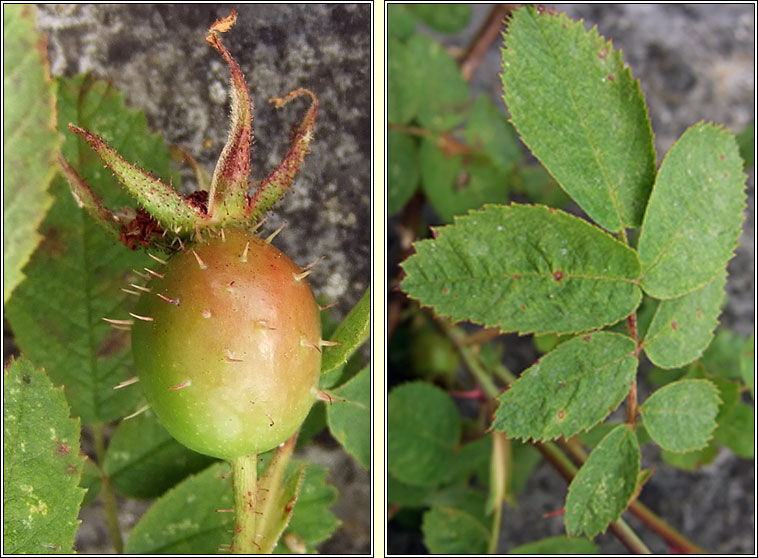 Soft Downy-rose, Rosa mollis, R�s bog