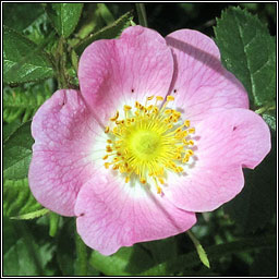 Sweet-briar, Rosa rubiginosa, Dris chumhra