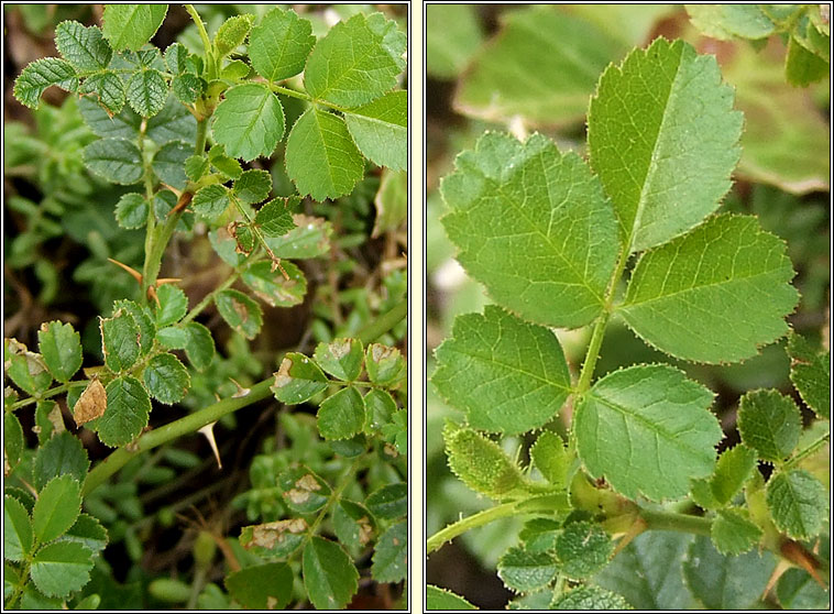 Sweet-briar, Rosa rubiginosa, Dris chumhra