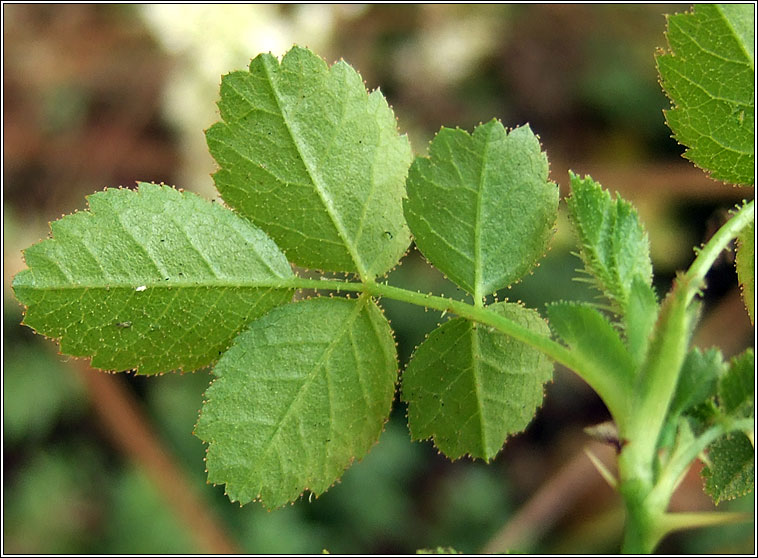 Sweet-briar, Rosa rubiginosa, Dris chumhra