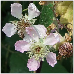 Rubus sprengelii
