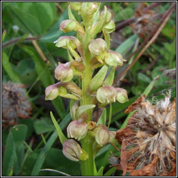 Frog Orchid, Dactylorhiza viridis, Magairl�n an losc�in