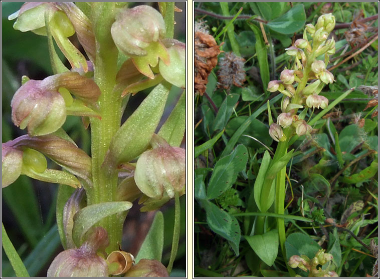 Frog Orchid, Dactylorhiza viridis, Magairl�n an losc�in