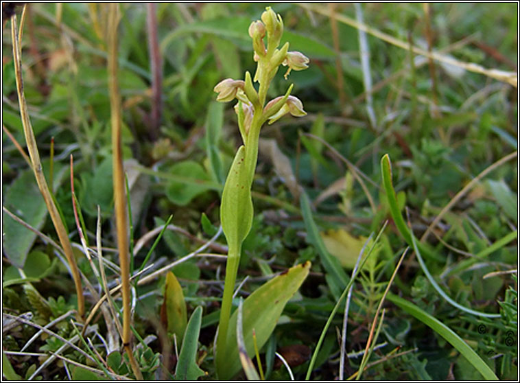 Frog Orchid, Dactylorhiza viridis, Magairl�n an losc�in