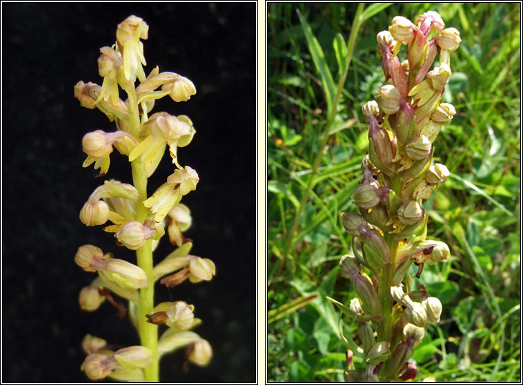 Frog Orchid, Dactylorhiza viridis, Magairl�n an losc�in