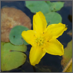 Fringed Water-lily, Nymphoides peltata, Sc�ith�n uisce
