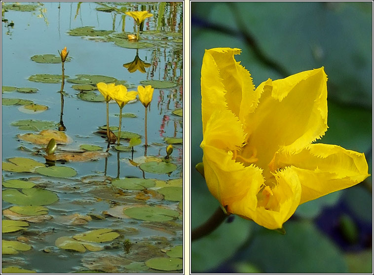 Fringed Water-lily, Nymphoides peltata, Sc�ith�n uisce