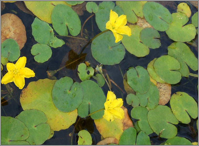 Fringed Water-lily, Nymphoides peltata, Sc�ith�n uisce