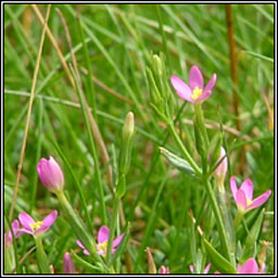 Lesser Centaury, Centaurium pulchellum, Dr�imire beag