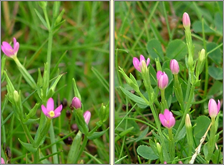 Lesser Centaury, Centaurium pulchellum, Dr�imire beag