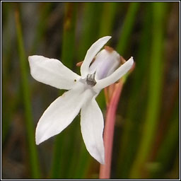 Water Lobelia, Lobelia dortmanna, Pl�r an loch�in