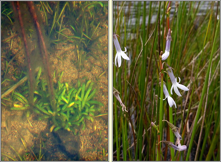 Water Lobelia, Lobelia dortmanna, Pl�r an loch�in
