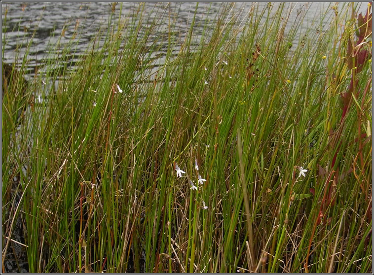 Water Lobelia, Lobelia dortmanna, Pl�r an loch�in