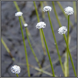 Pipewort, Eriocaulon aquaticum, P�b�n uisce