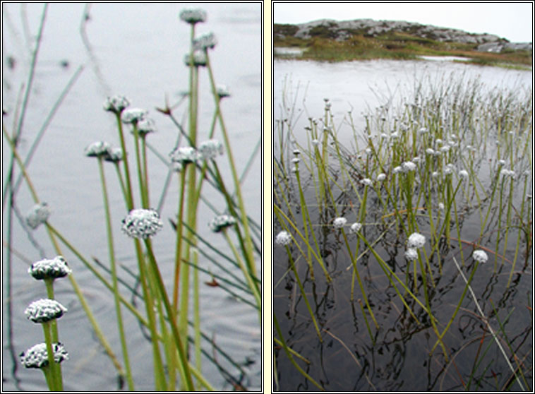 Pipewort, Eriocaulon aquaticum, P�b�n uisce