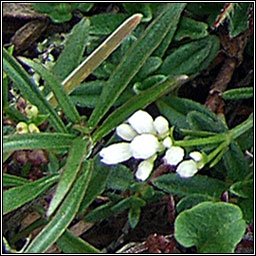 Northern Bedstraw, Galium boreale, R� crua