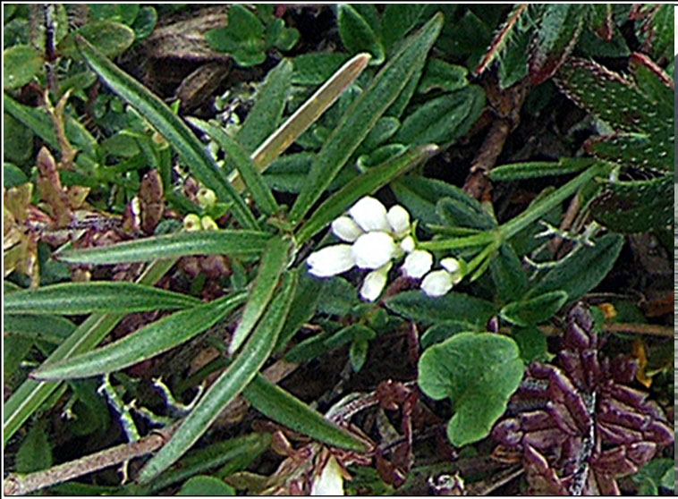 Northern Bedstraw, Galium boreale, R� crua