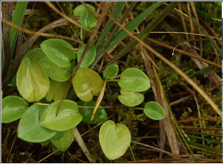 Grass of Parnassus, Parnassia palustris, Fionnscoth
