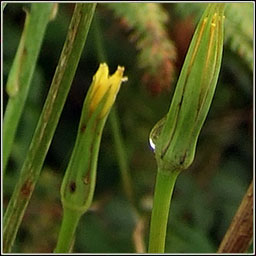 Goat's-beard, Tragopogon pratensis, Finid� na muc