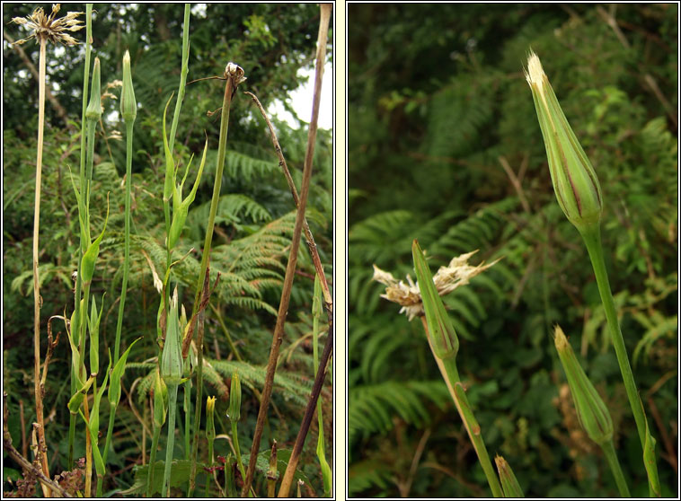 Goat's-beard, Tragopogon pratensis, Finid� na muc