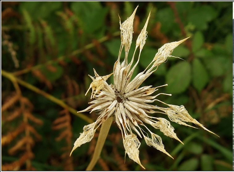 Goat's-beard, Tragopogon pratensis, Finid� na muc